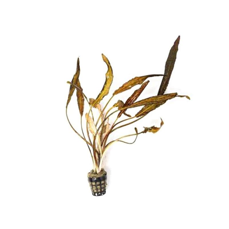 Planta acvariu Cryptocoryne nurii Stoffels - imagine 4